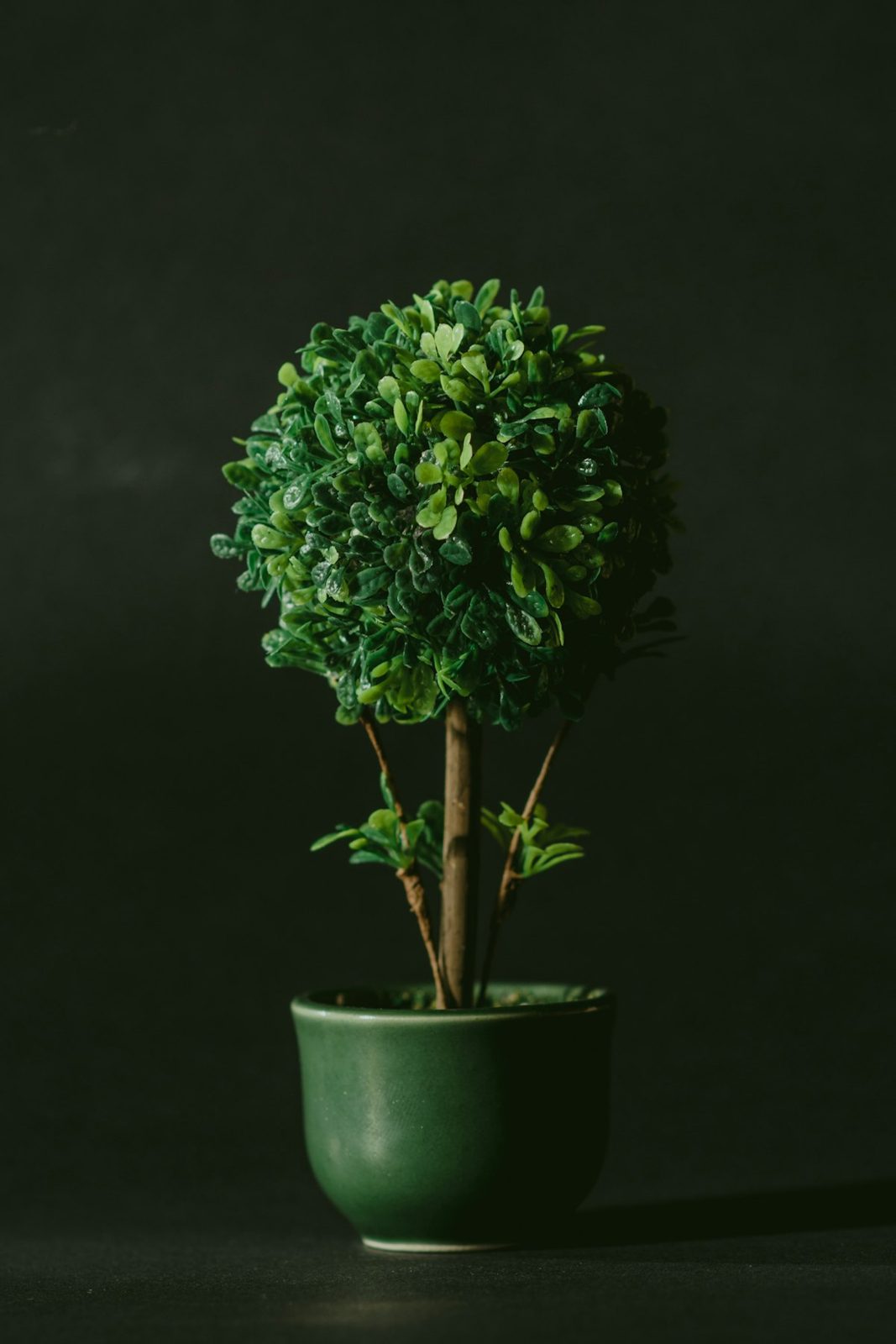Topiaria